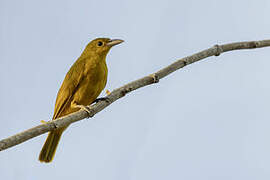 Isabela Oriole