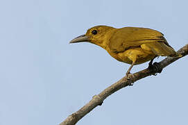 Isabela Oriole