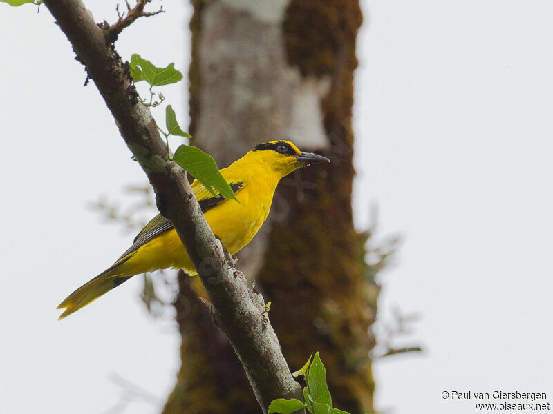 Black-naped Oriole