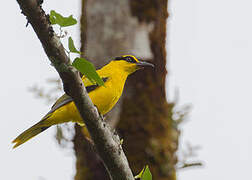 Black-naped Oriole