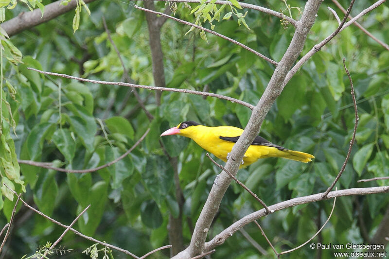 Black-naped Oriole