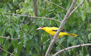 Black-naped Oriole