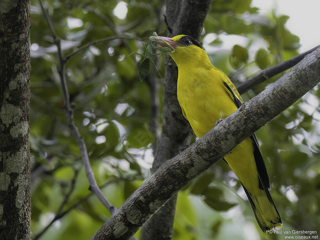 Black-naped Orioleadult