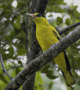 Black-naped Oriole