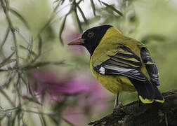 Mountain Oriole