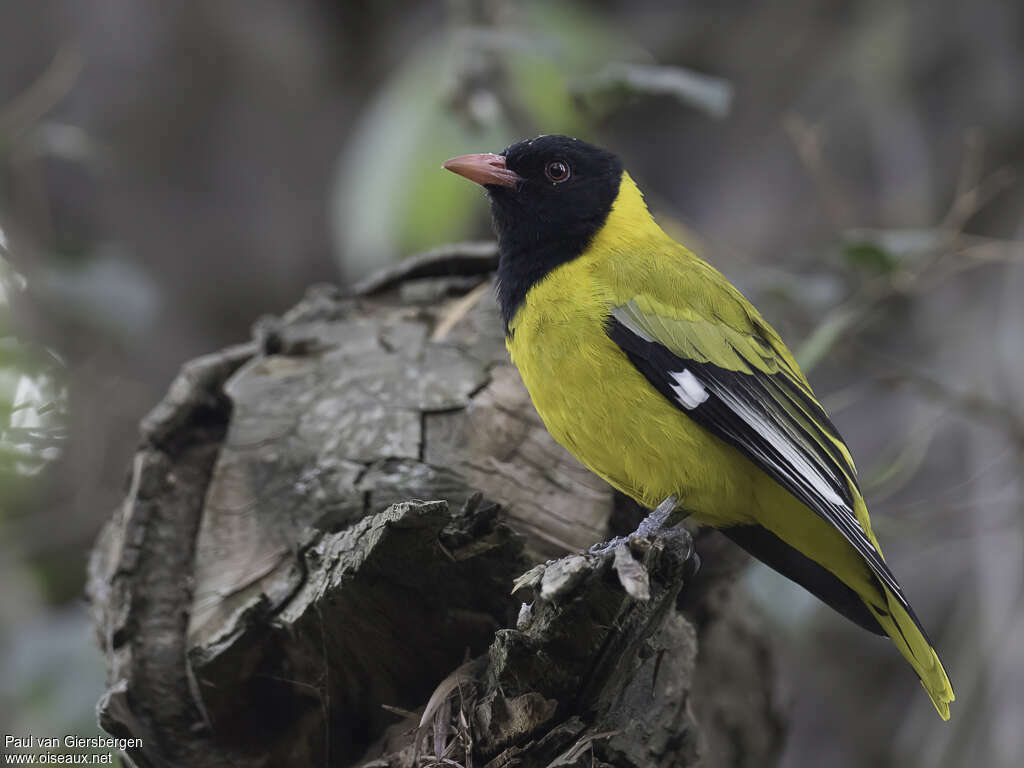 Loriot de Percivaladulte, identification