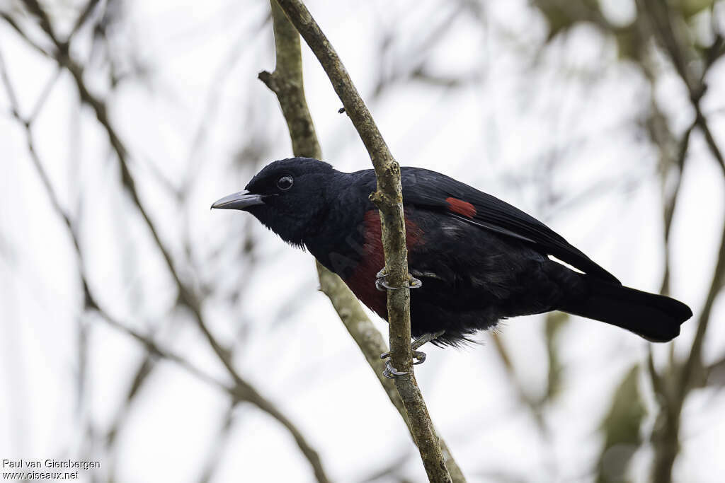 Black-and-crimson Oriole male adult