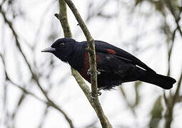 Black-and-crimson Oriole