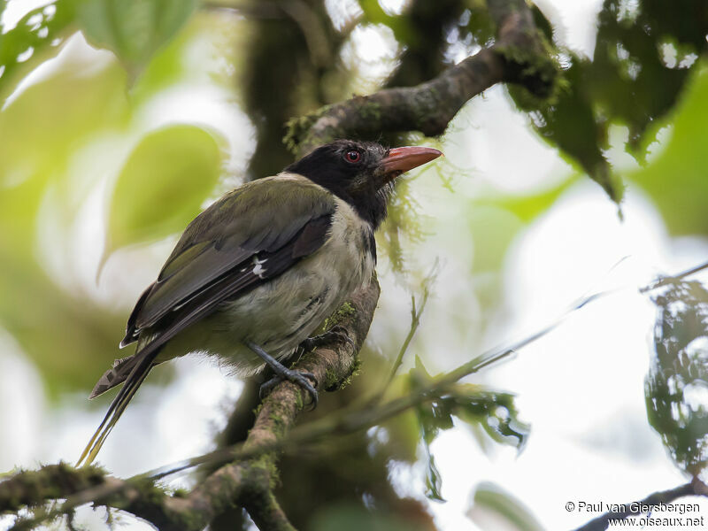 Sao Tome Oriole male adult