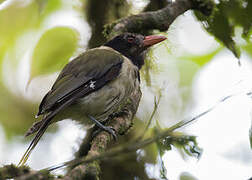 Sao Tome Oriole