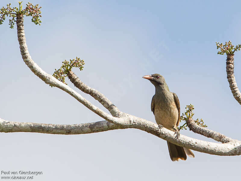 Olive-brown Orioleadult