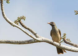 Timor Oriole