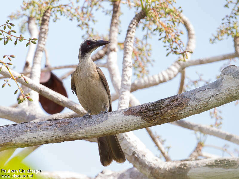 Loriot de Timor femelle adulte, identification