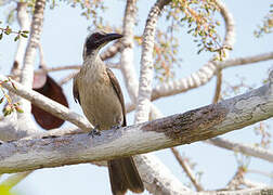 Olive-brown Oriole