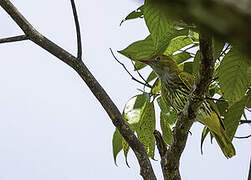 Philippine Oriole