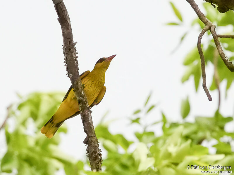 African Golden Oriole