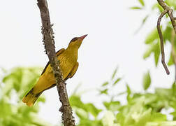 African Golden Oriole