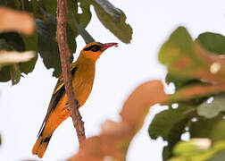 African Golden Oriole