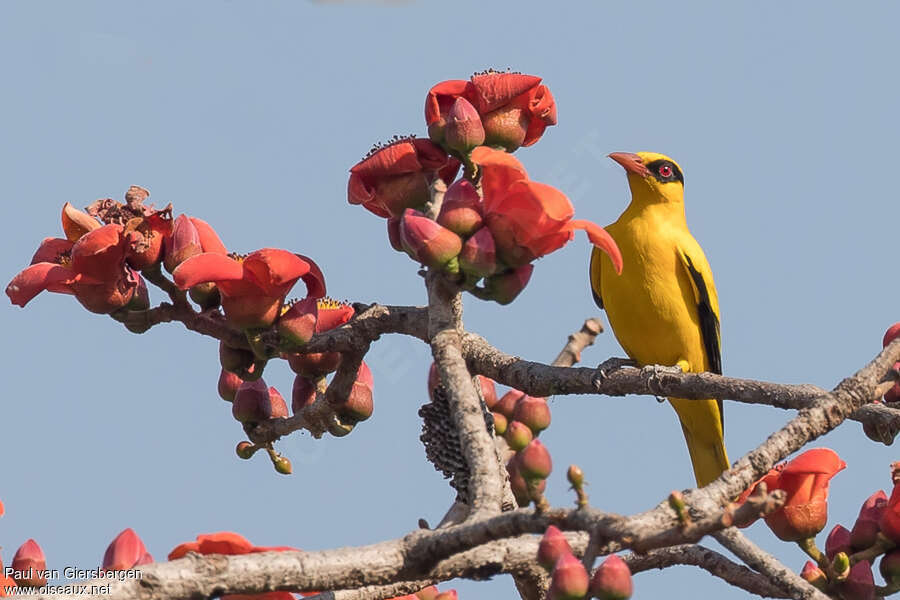 African Golden Oriole male adult, feeding habits