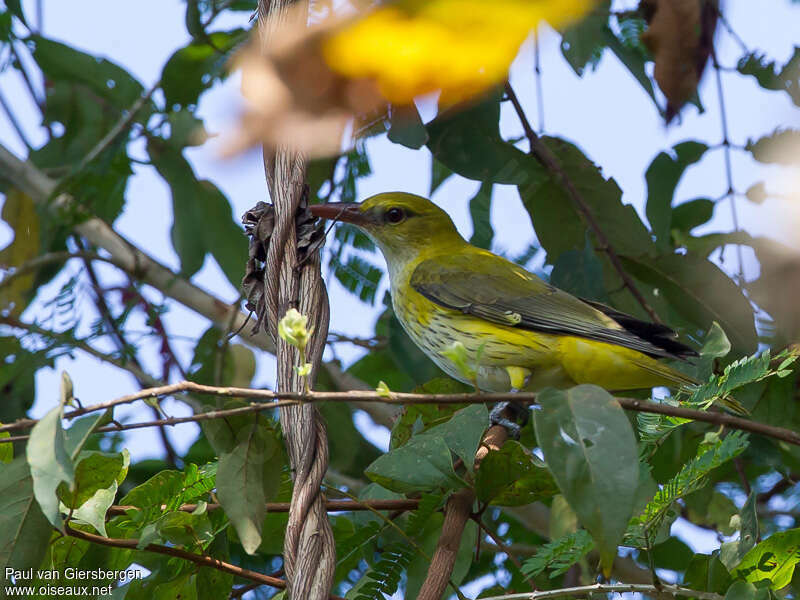 Loriot indien femelle adulte, identification