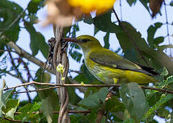 Indian Golden Oriole