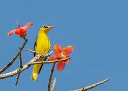 Indian Golden Oriole