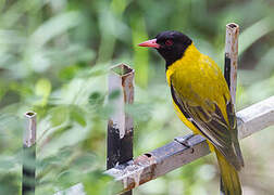 Black-headed Oriole