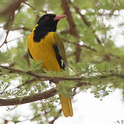 Black-headed Oriole