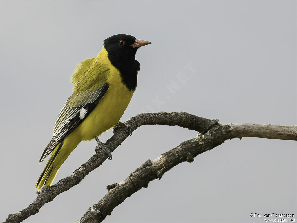 Black-headed Oriole