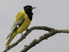 Black-headed Oriole