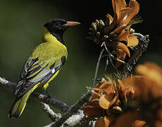 Black-headed Oriole