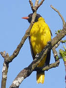 Ethiopian Oriole