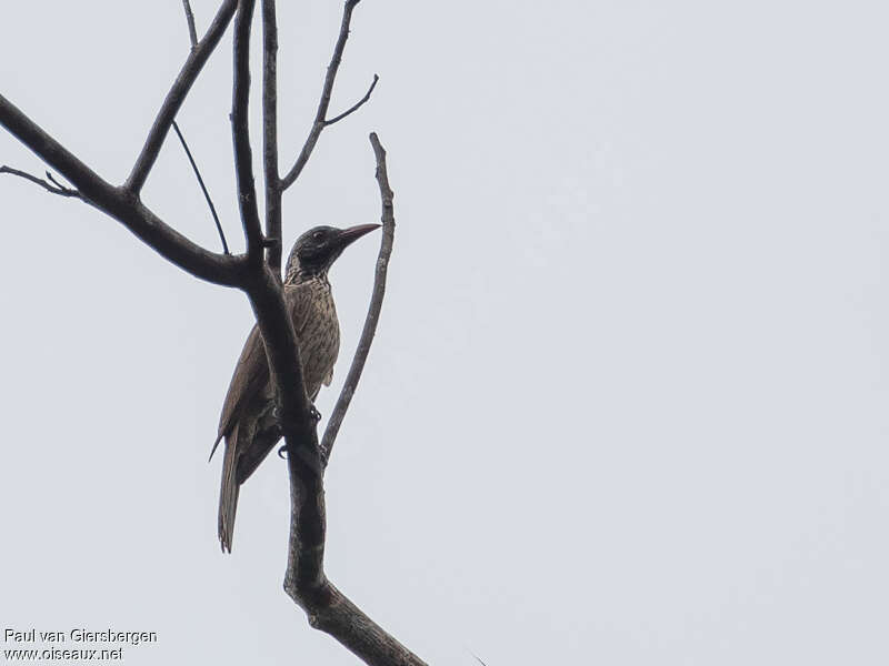 Brown Orioleadult, identification