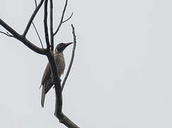 Brown Oriole