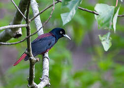 Maroon Oriole