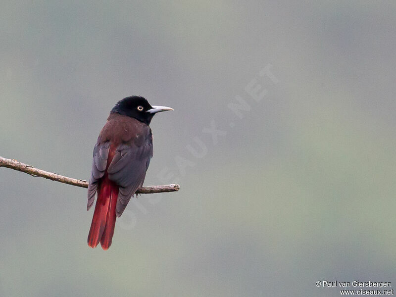 Maroon Oriole