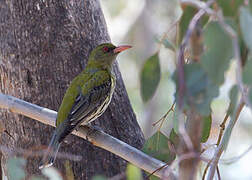 Olive-backed Oriole