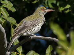 Olive-backed Oriole