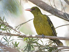 Green Oriole