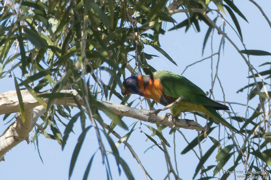 Red-collared Lorikeetadult