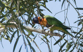 Red-collared Lorikeet