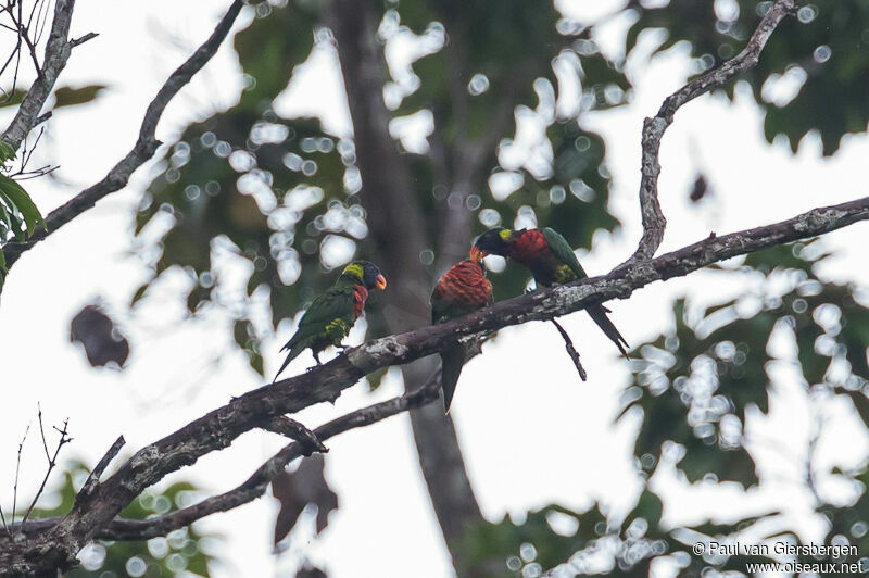 Coconut Lorikeet