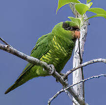 Loriquet de Johnstone