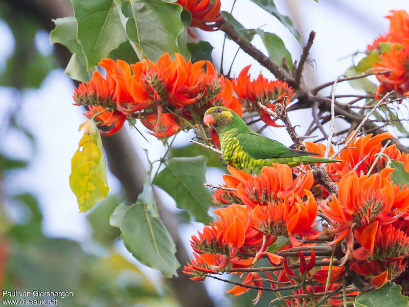 Yellow-cheeked Lorikeetadult, identification