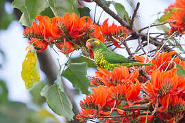 Yellow-cheeked Lorikeet