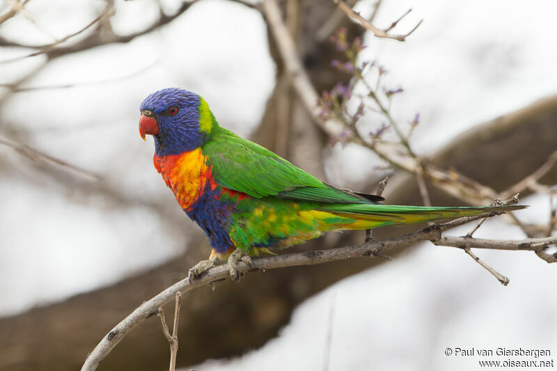 Rainbow Lorikeetadult