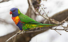 Rainbow Lorikeet