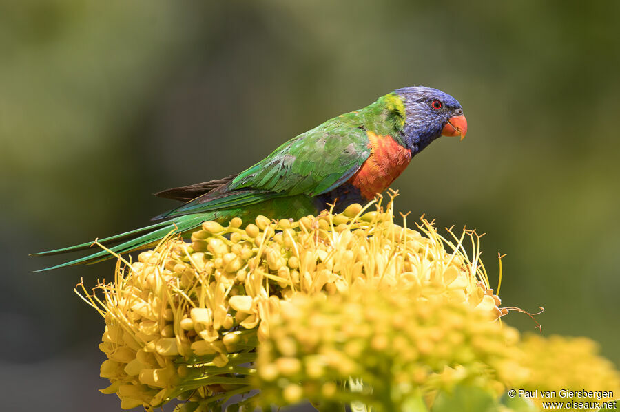 Rainbow Lorikeetadult