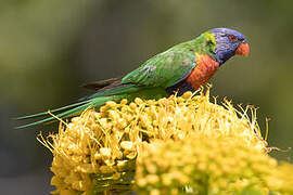 Rainbow Lorikeet