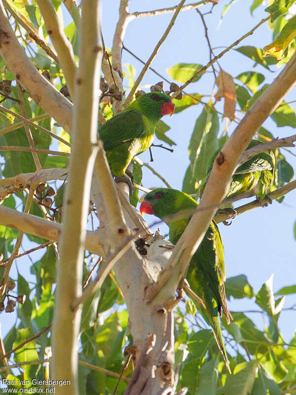 Loriquet de Weberadulte, identification